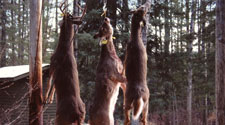 world class deer hunting in ontario