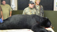 guided hunts for huge black bears