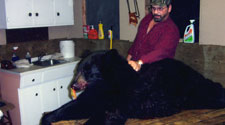 guided black bear hunting in ontario